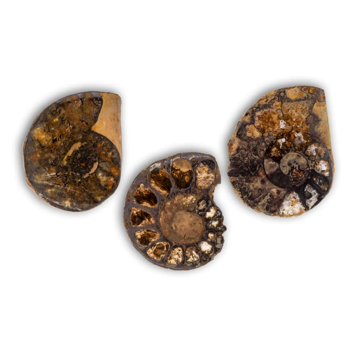 Ammonites Cleoniceras Limonitizado cortado