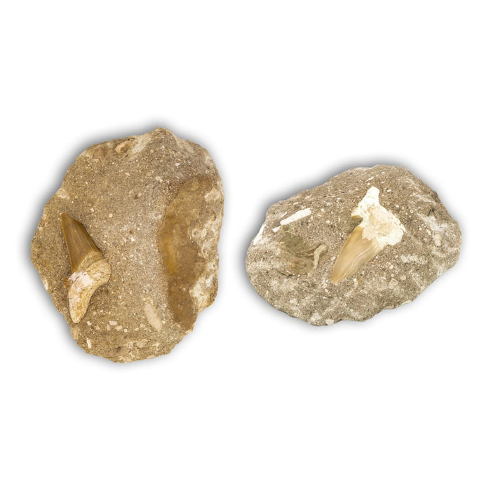 Diente de Otodus Obliquus en matriz