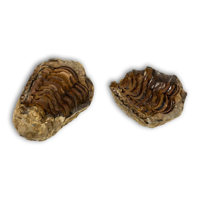 Trilobites Flexicalymene