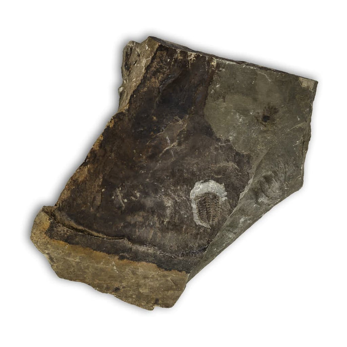 Trilobites Elipsocephalus Hoffi en matriz