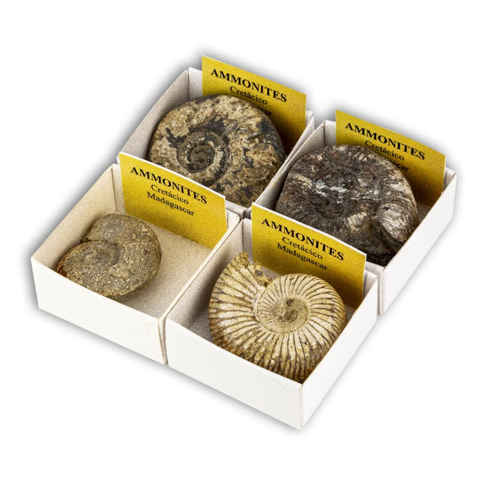 Ammonites Perisphinctes (Caja de 4x4)