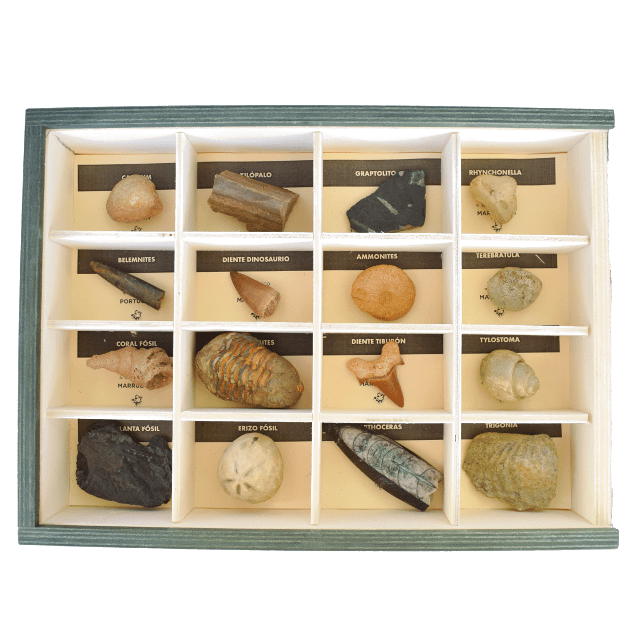 Collection of 16 Fossils