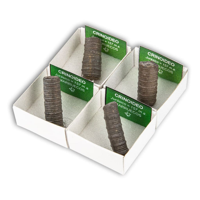 Crinoideo (Caja 4x4)