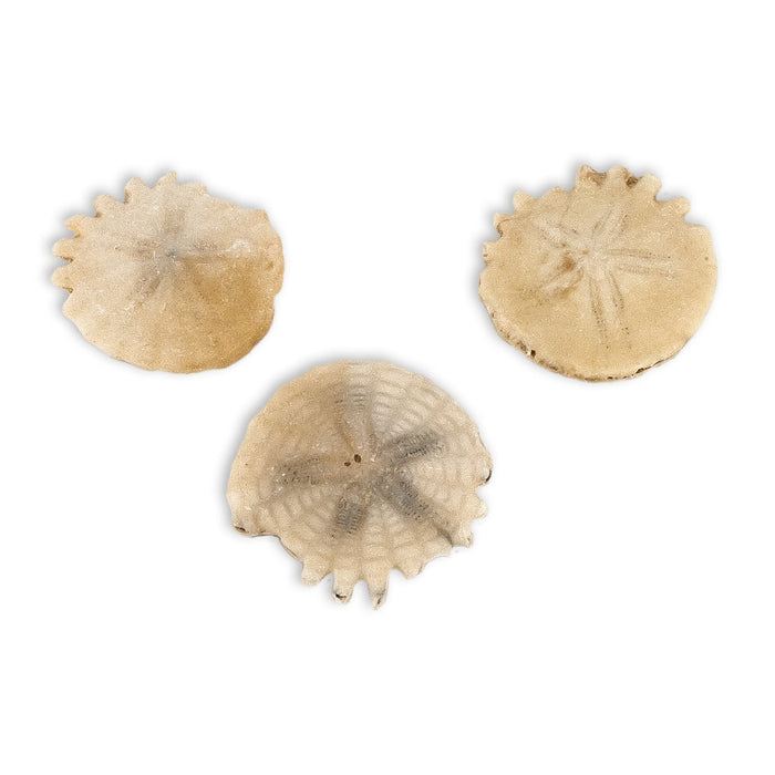 Heliophora orbicularis