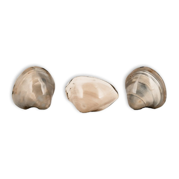 Polished Fossil Bivalve