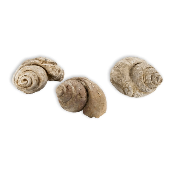 Tylostoma