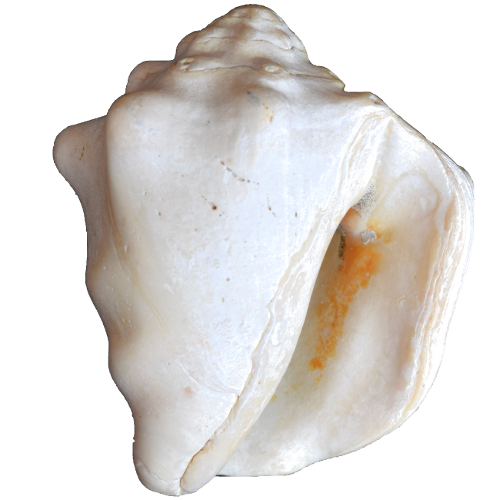 Strombus fósil