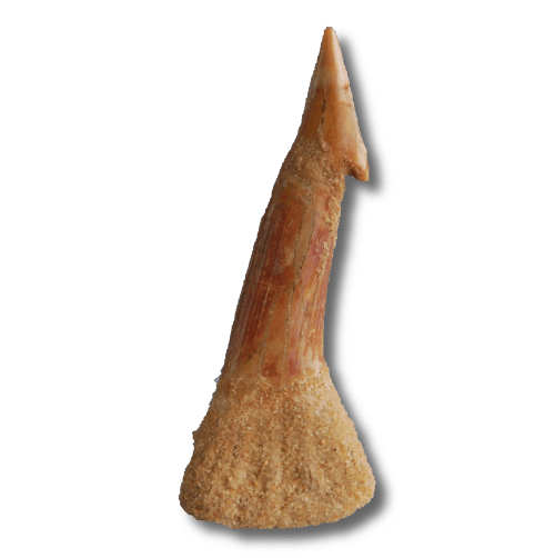 dente onchopristis