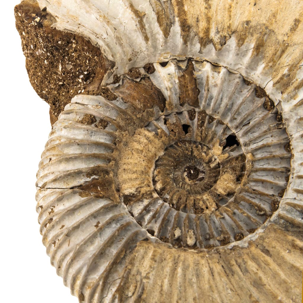 Fósiles Ammonites