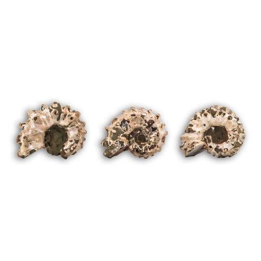 Ammonites Douvilliceras