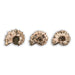 Ammonites Douvilliceras