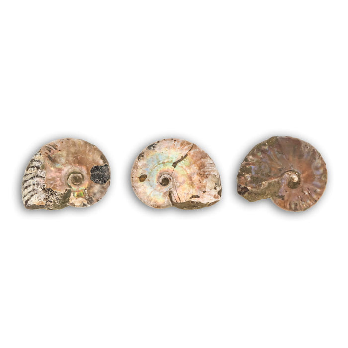 Ammonites Cleoniceras Iridiscente
