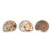 Ammonites Cleoniceras Iridiscente