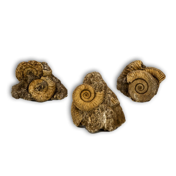 Ammonites Dactylioceras en matriz
