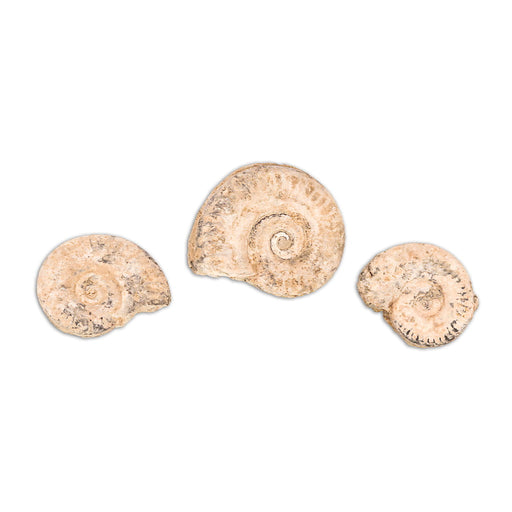 Ammonites