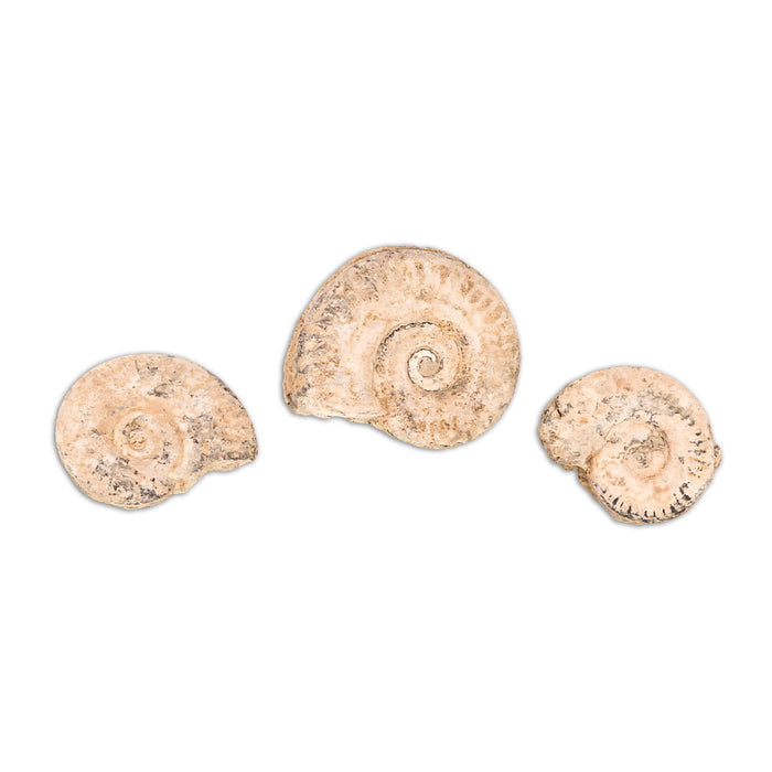 Ammonites