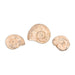 Ammonites