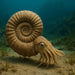 Ammonites Fósil  viviente