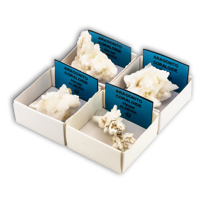 Aragonito Coraloide en Cajita de Colección 4x4 cm