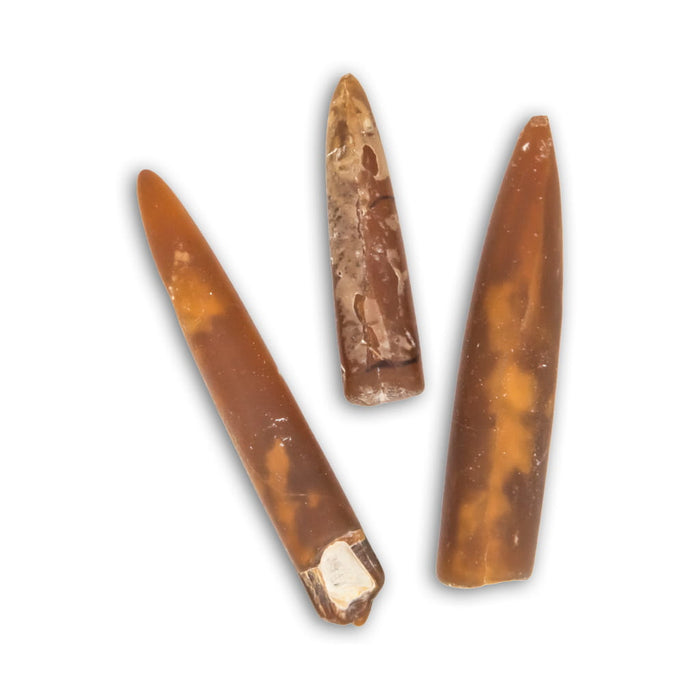Belemnites