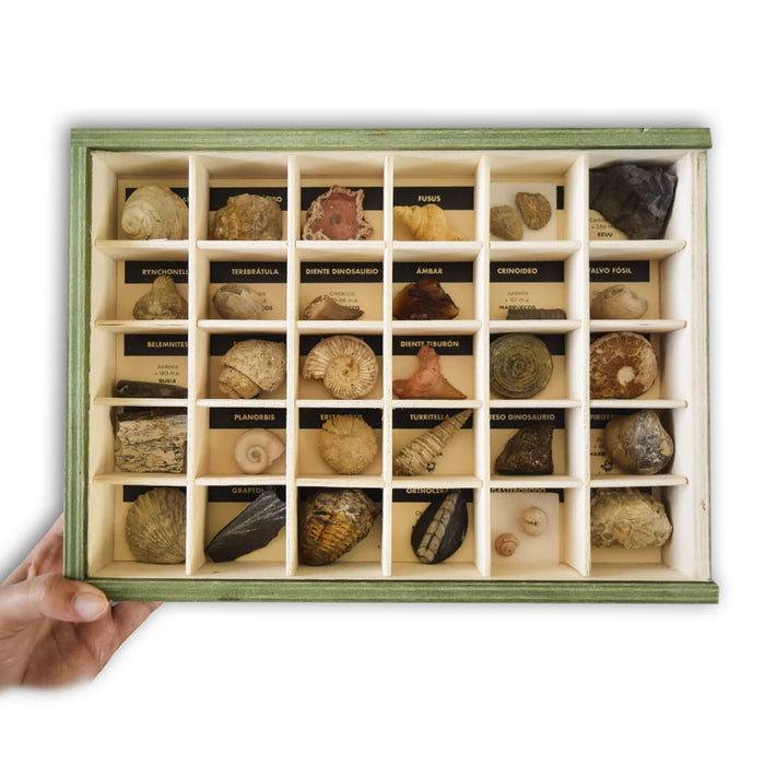 Colección de 30 Fósiles educativos