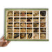 Colección de 30 Fósiles educativos