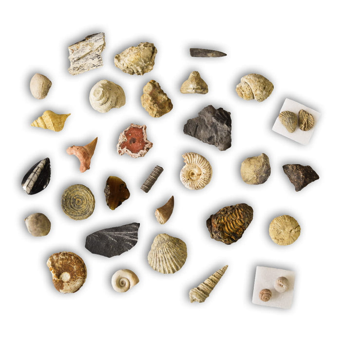 Colección de 30 Fósiles de la ESO