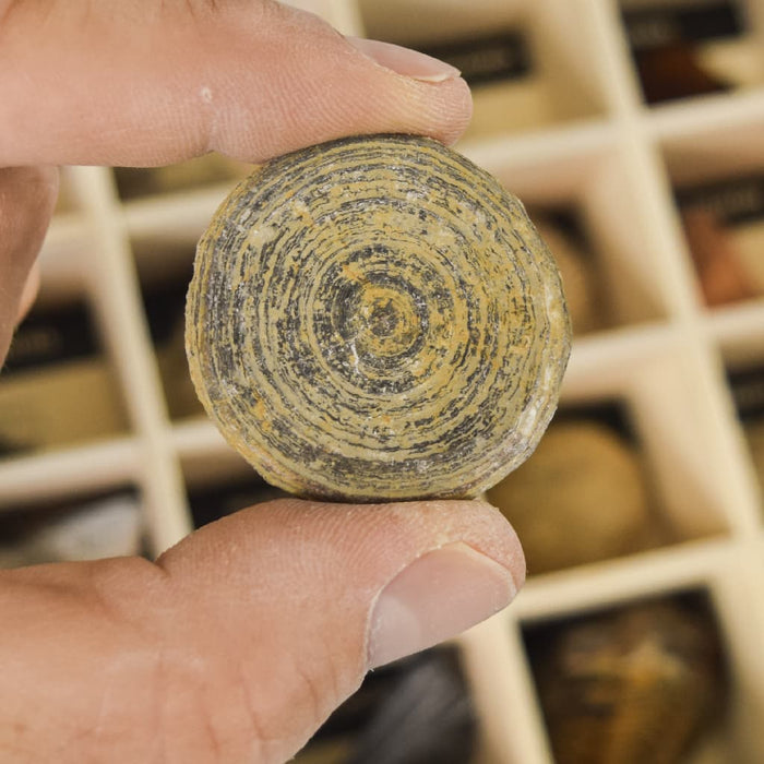 Fósil de coral