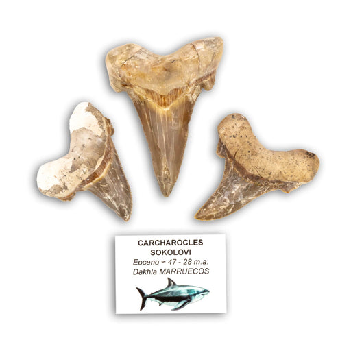 Carcharocles sokolovi
