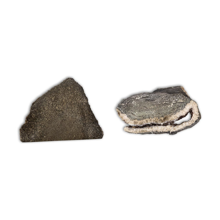 Hueso de Altasaurio Imelakei dinosaurio