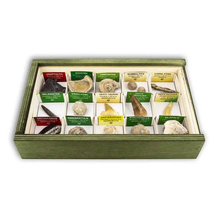 Coleccion de 15 fosiles 1