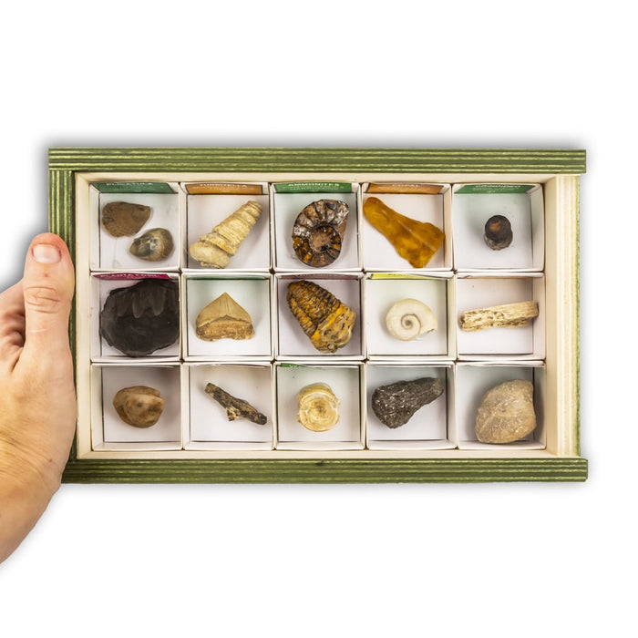 Colección de 15 Fósiles del Mundo 2 copal