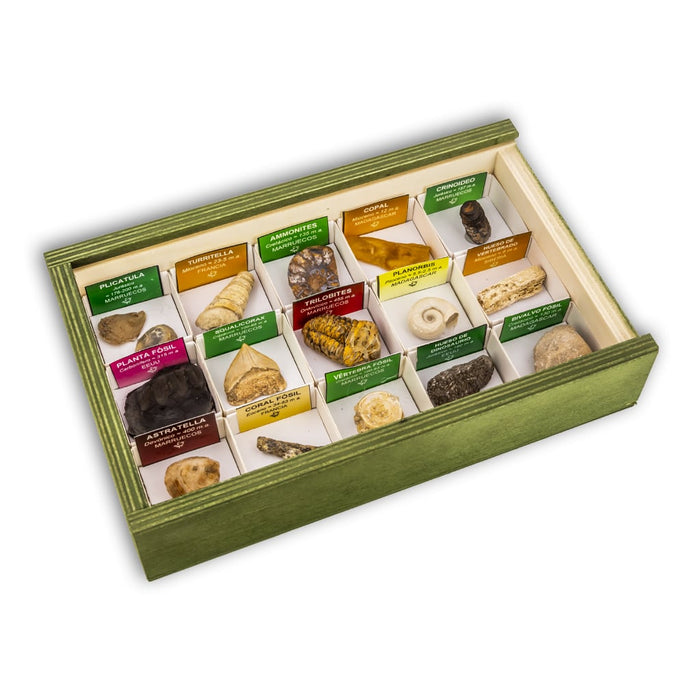 Colección de 15 Fósiles del Mundo 2