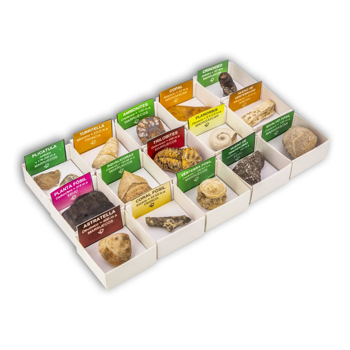 Colección de 15 Fósiles del Mundo 2 petrifficados
