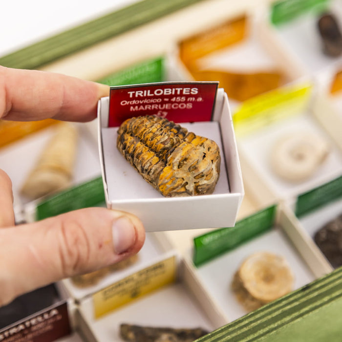 Colección de 15 Fósiles del Mundo trilobites