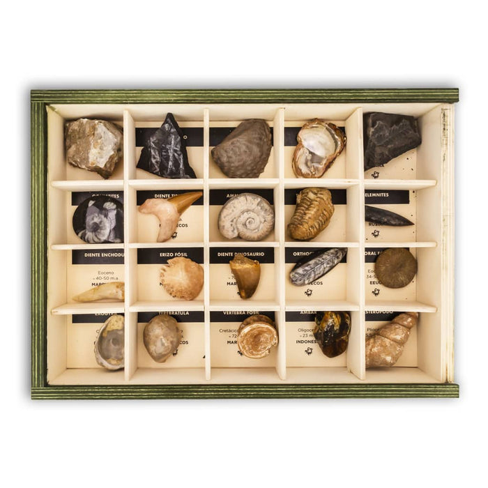Colección de 20 Fósiles