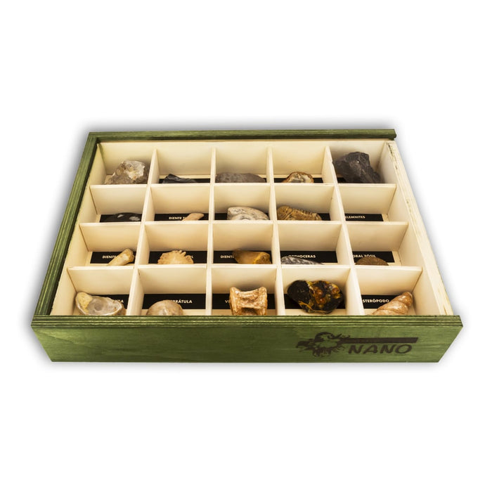 Colección de 20 Fósiles en caja