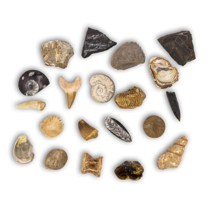 Colección de 20 Fósiles detalle