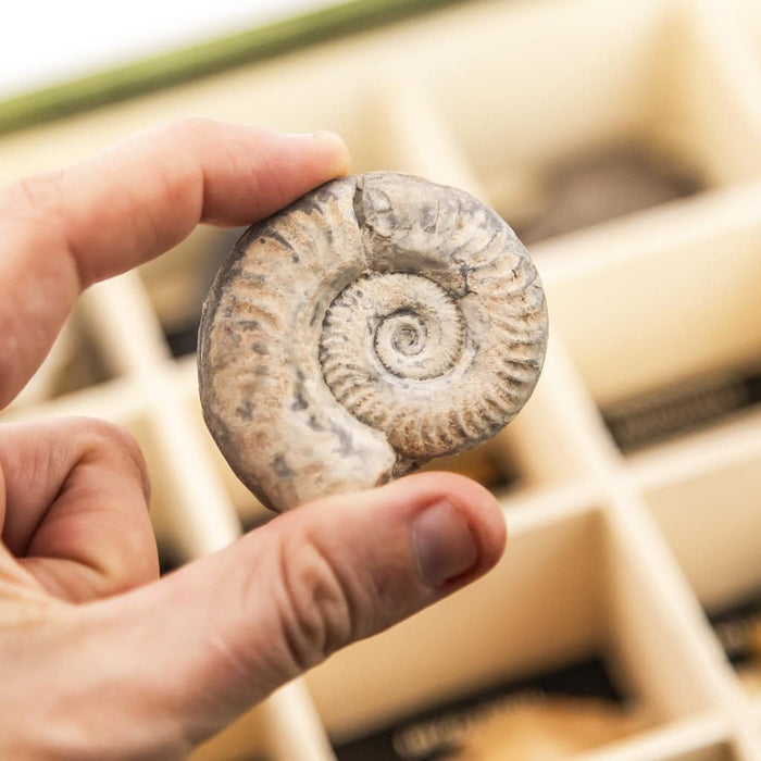 Colección de 20 Fósiles ammonites