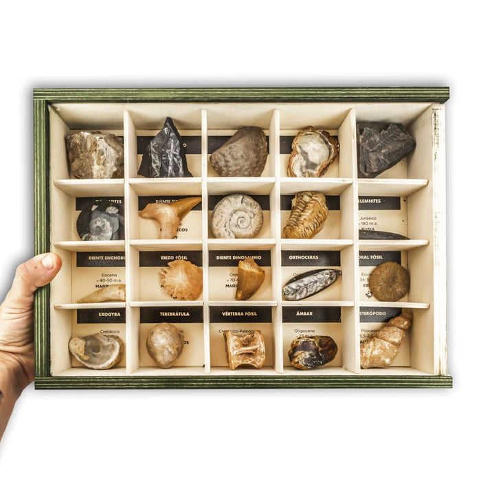 Colección de 20 Fósiles detalle mano
