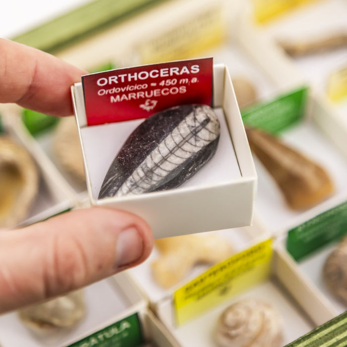 Colección de 15 Fósiles del Mundo orhtoceras