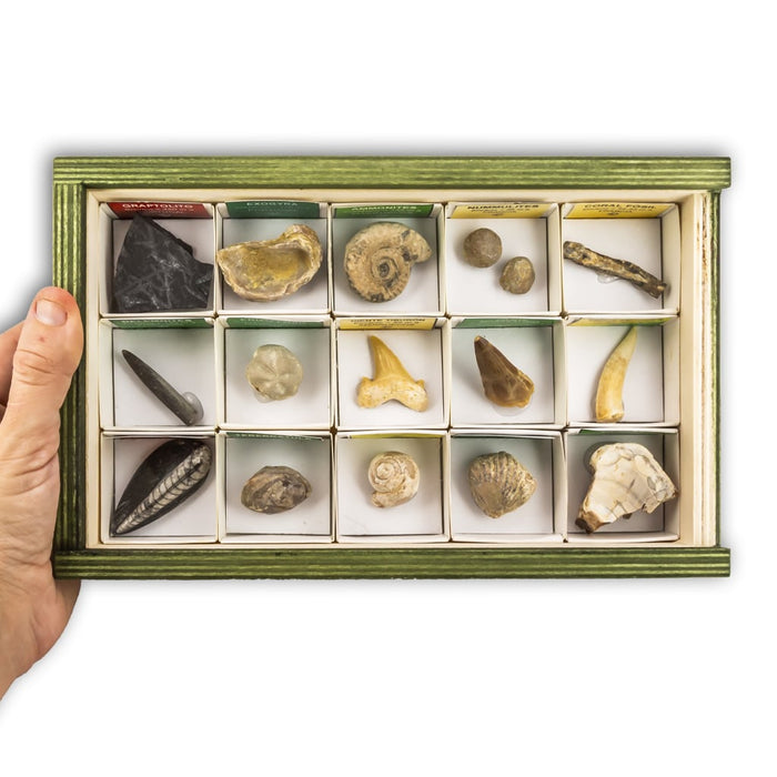 Colección de 15 Fósiles del Mundo caja mano
