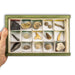Colección de 15 Fósiles del Mundo caja mano