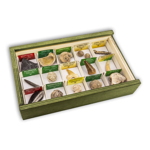 Colección de 15 Fósiles del Mundo