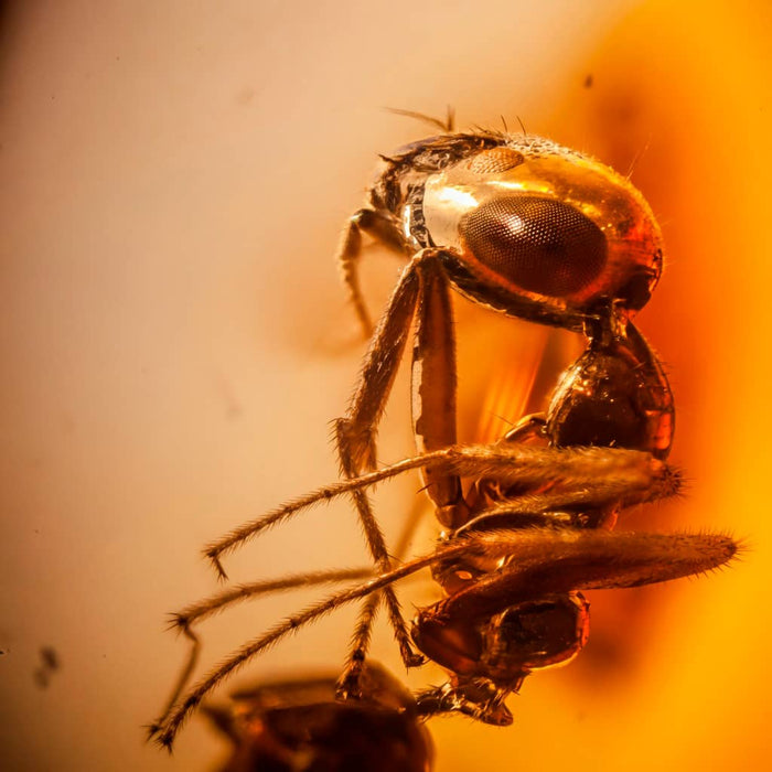 Copal con Insecto y Lupa insecto