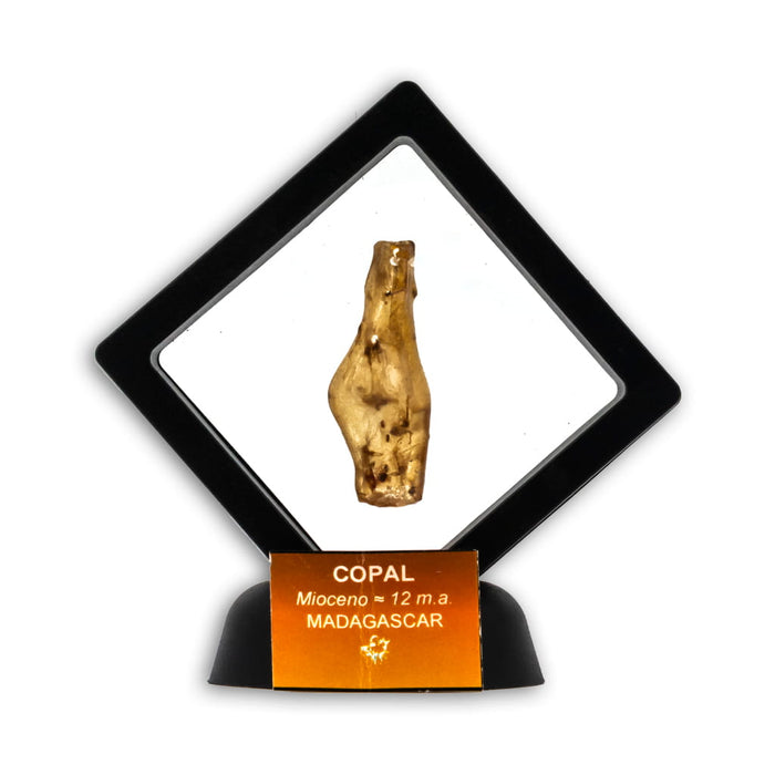 Copal con Insecto y Lupa