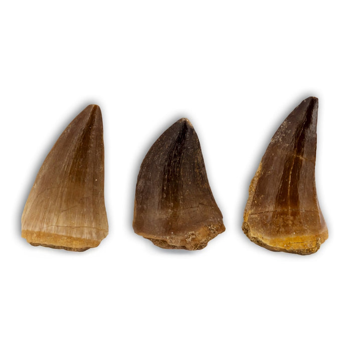 mosasaur tooth 