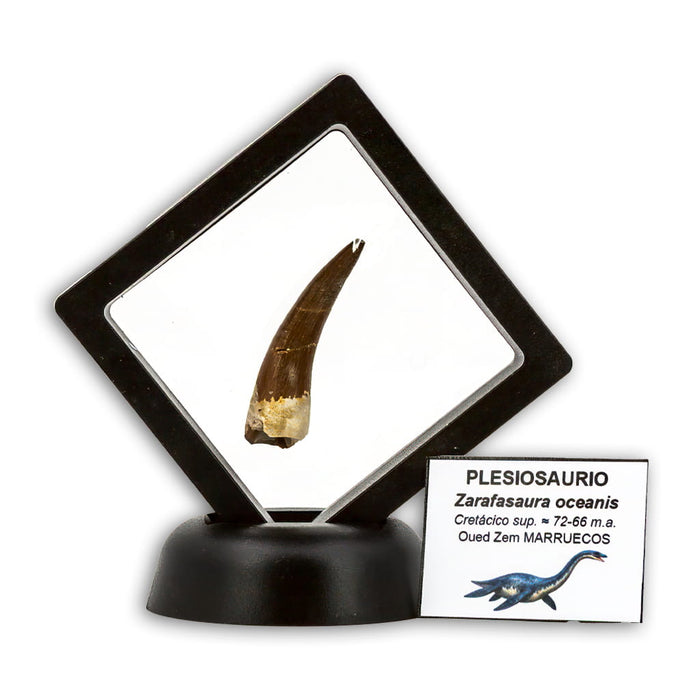 Diente de Plesiosaurio