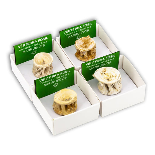 Vértebra de Tiburón en Cajita de Colección 4x4 cm