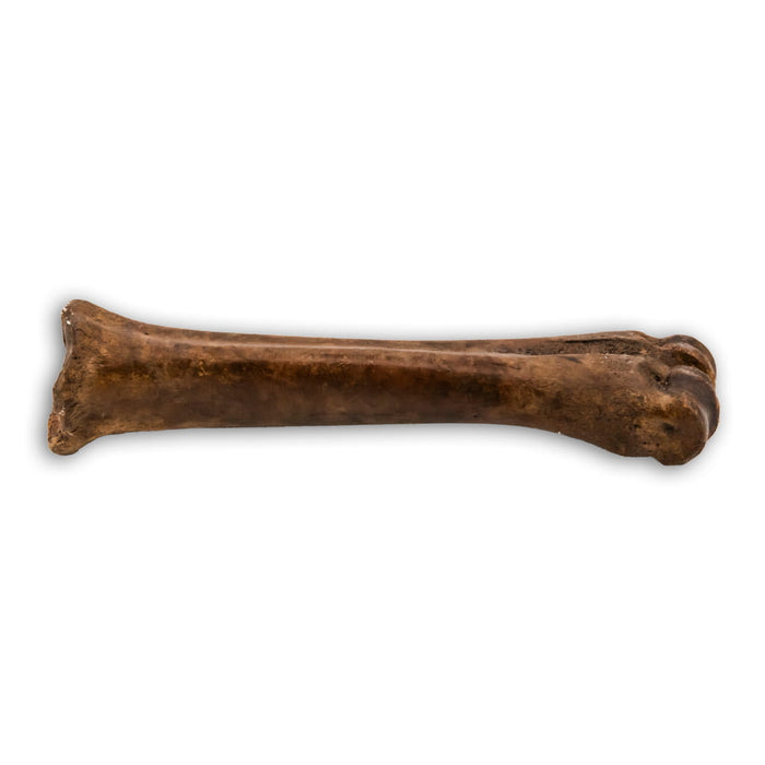 Hueso de mamífero fosil